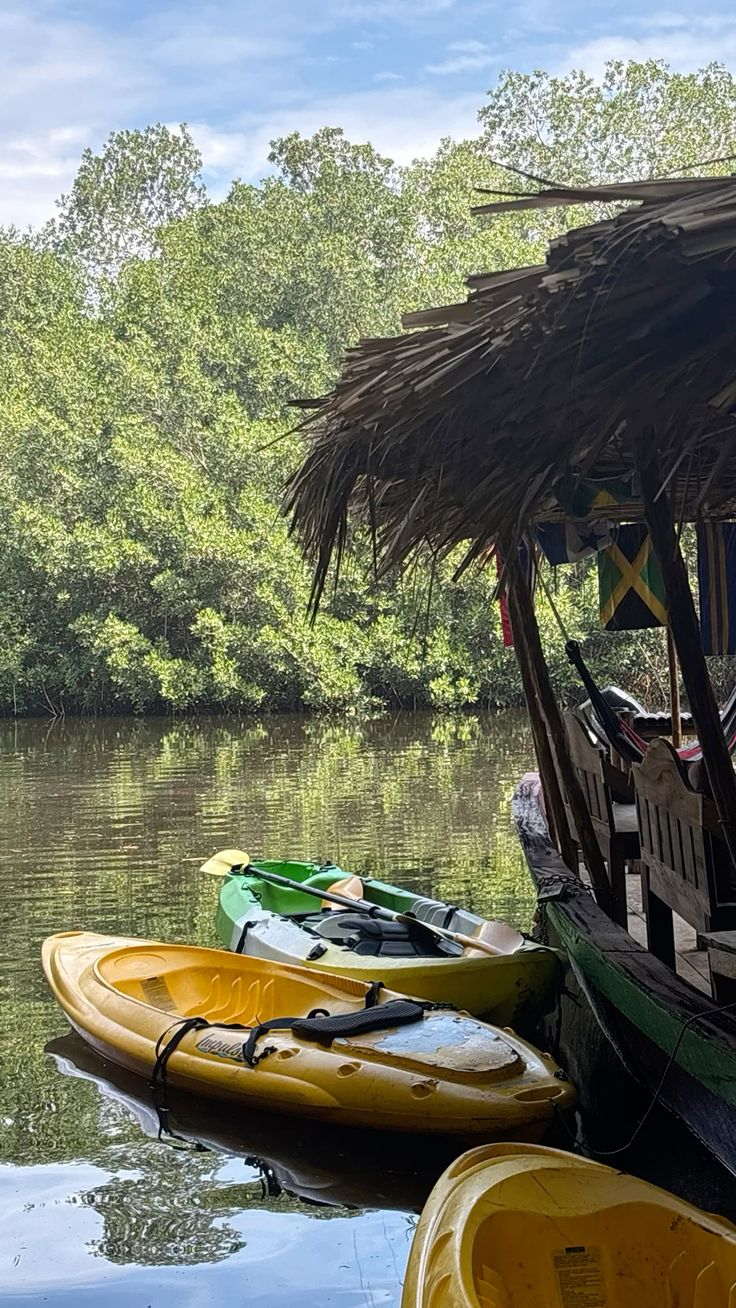 Mangrove Forest Kayaking