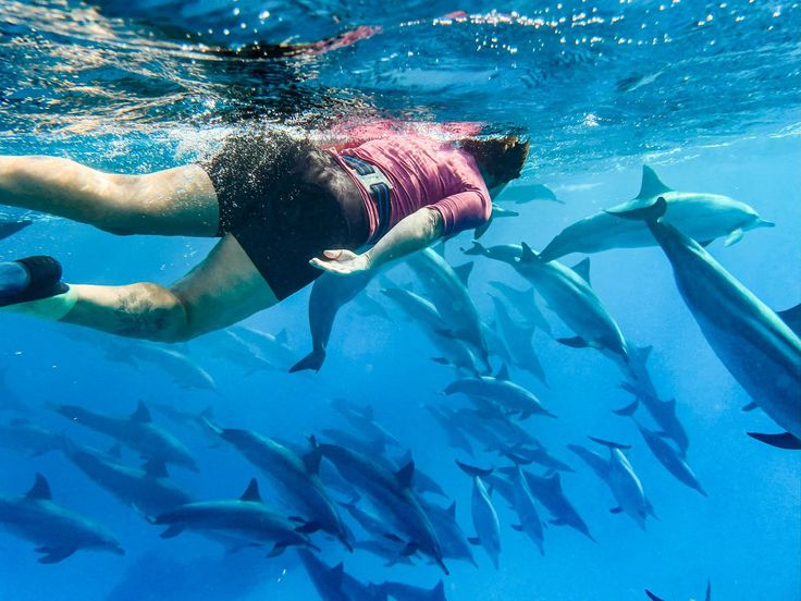 Dolphin Watching & Swimming