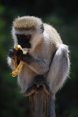 Jozani Forest & Red Colobus Monkeys