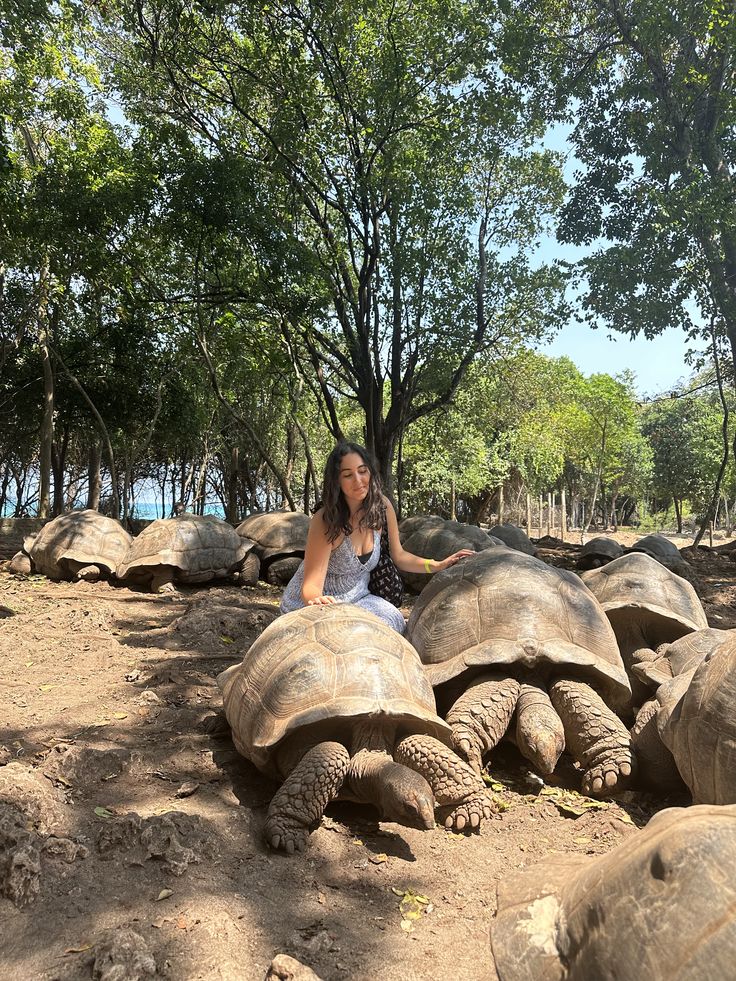 Prison Island & Giant Tortoises