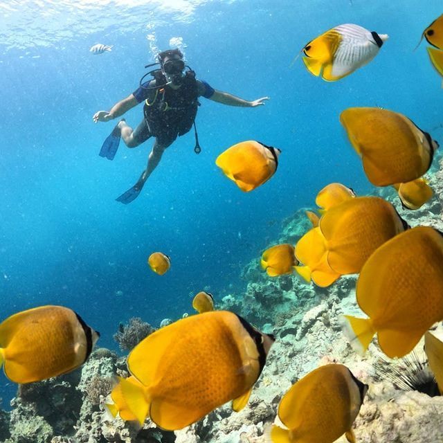 Blue Safari & Snorkeling