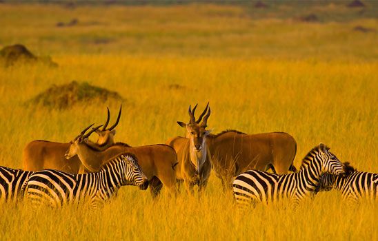 Kenya