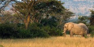 14-Day Uganda Safari –Northern Circuit
