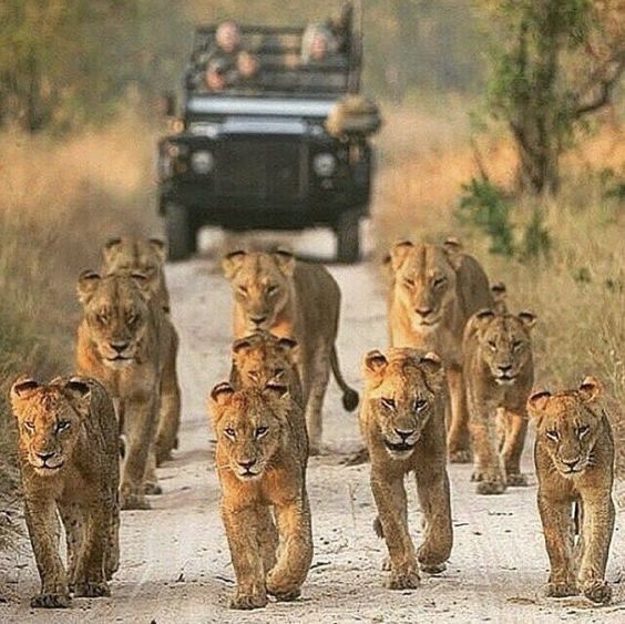 4-Day Wild Adventure in Tarangire, Serengeti, Ngorongoro