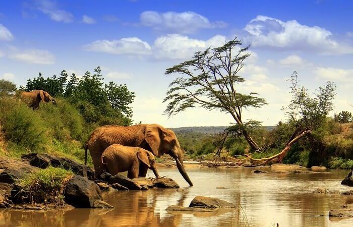 7-Day Sightseeing Tour in the Wild