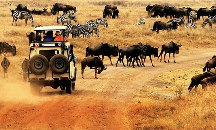 3-Day Amboseli Fly in Luxury Safari