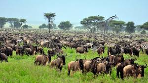 6-Day (2 Nights) in Serengeti National Park & Zanzibar