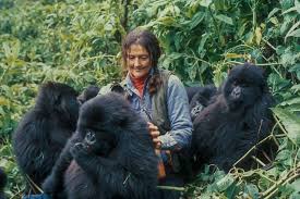 3-Day Uganda Gorilla Habituation Trip from Kigali Rwanda