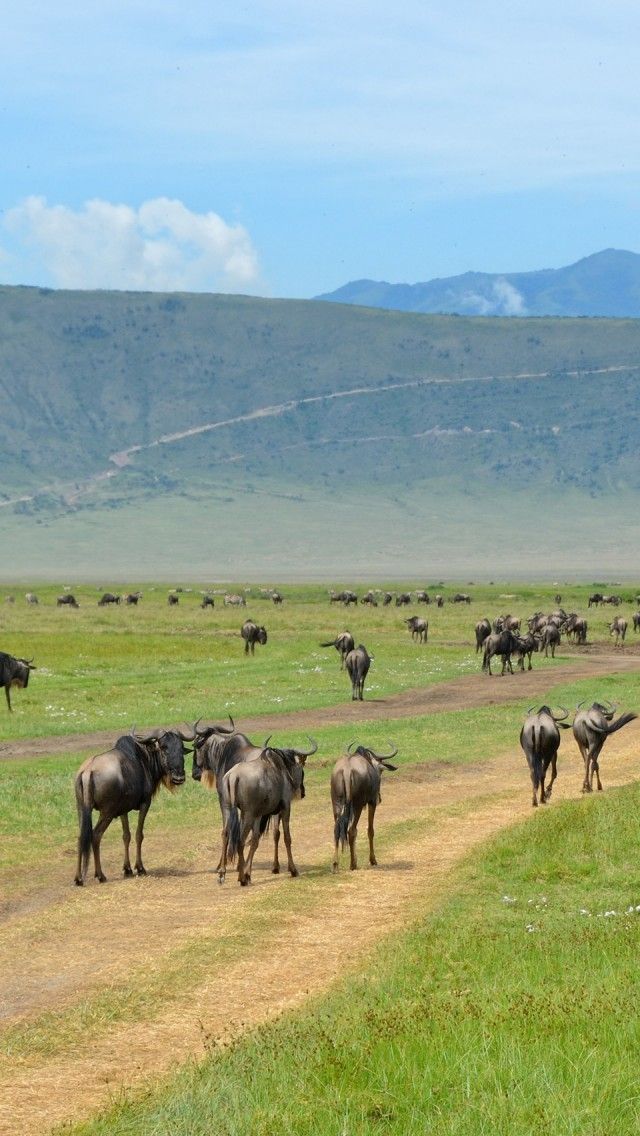 5-Day Midrange Safari plus Kili Excursion from Zanzibar