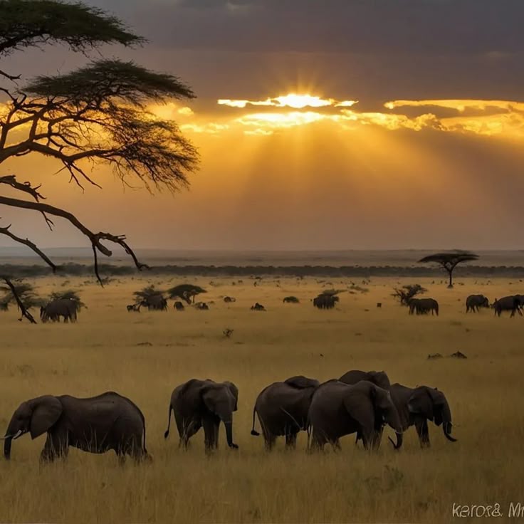 3-Day Zanzibar to Migration Fly-in&out Anniversary Tour
