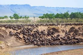 5-Day The Great Migration Chase