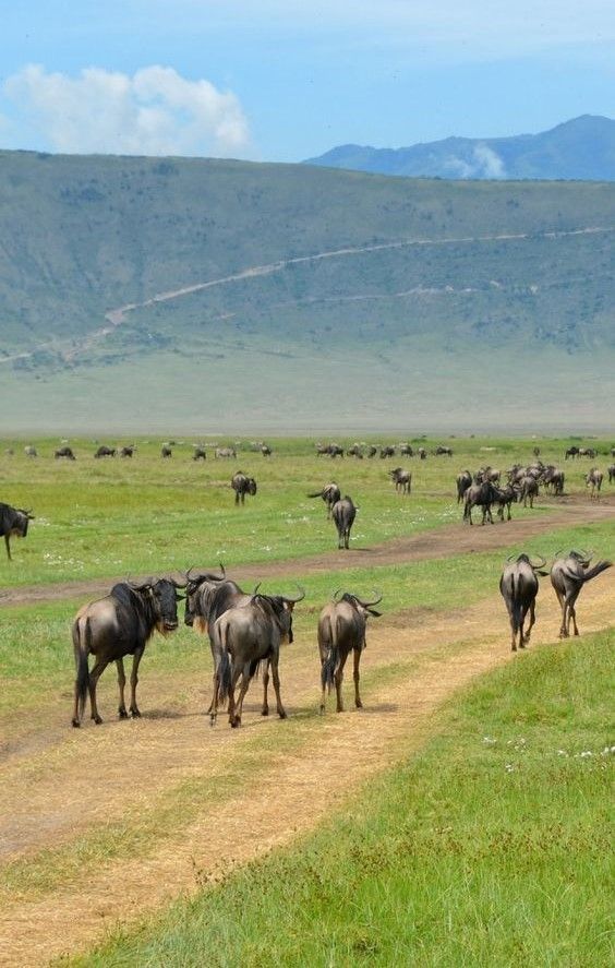 8-Day Savannah Serenity and Zanzibar