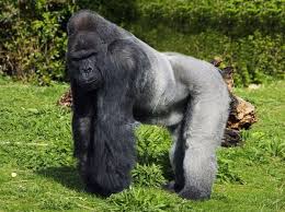 1 Day Gorilla Trek Kahuzi Biega National park- Eastern Lowland Gorillas