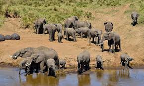 4-Day Arusha NP, Tarangire, Ngorongoro & Manyara Safari