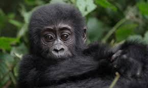 4-Day Rwanda Gorilla and Golden Monkey Trekking Tour