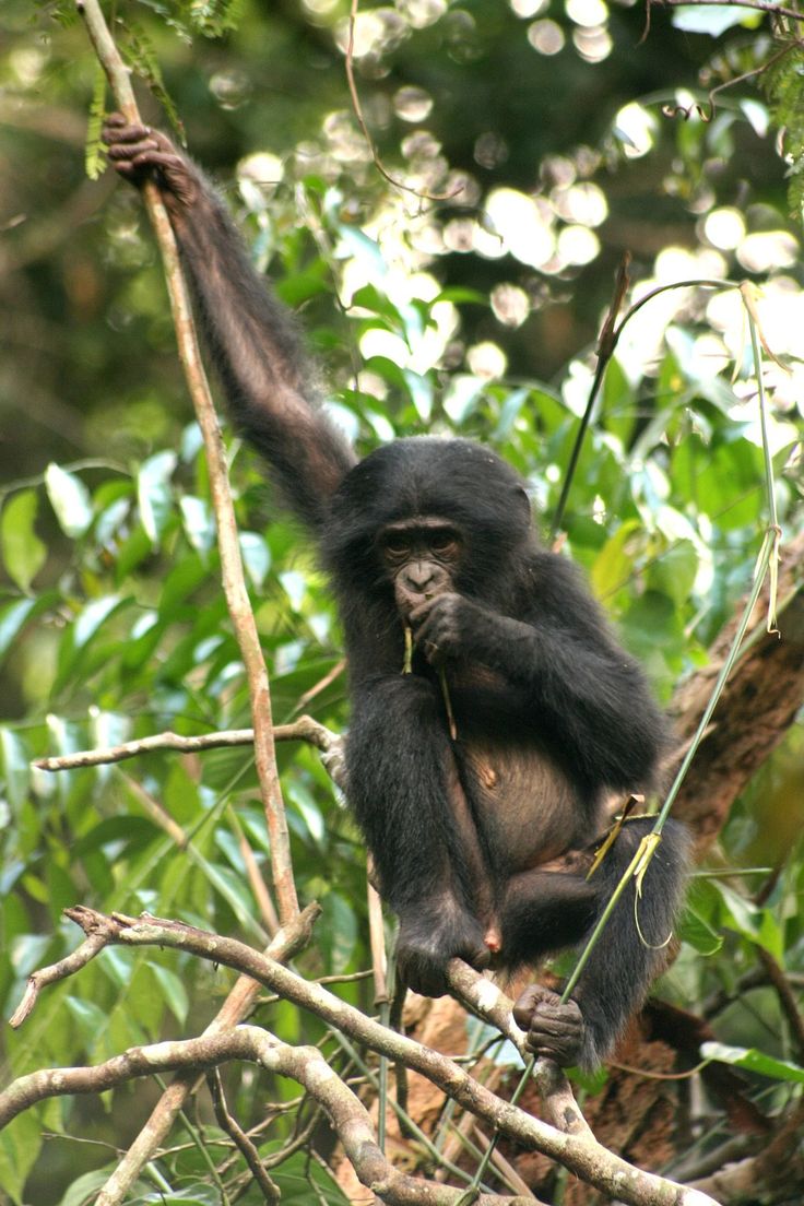 3-Day Rwanda - Uganda Gorilla Tracking Safari