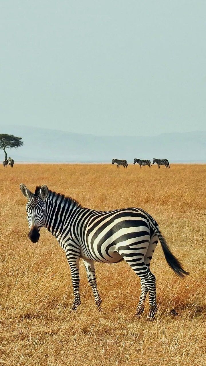 3-Day Queen Elizabeth Wildlife and Chimp Trekking Safari