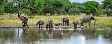 8-Day Taste of Zanzibar and Safari